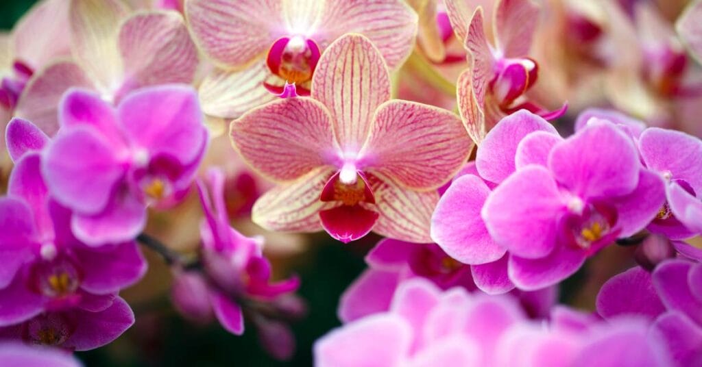 storczyk phalaenopsis 