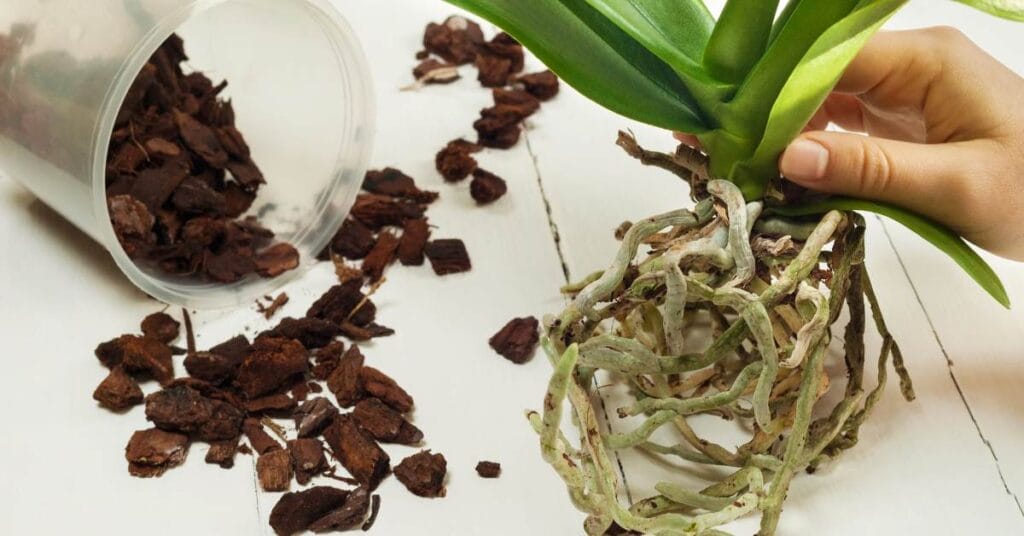 storczyk przesadzanie