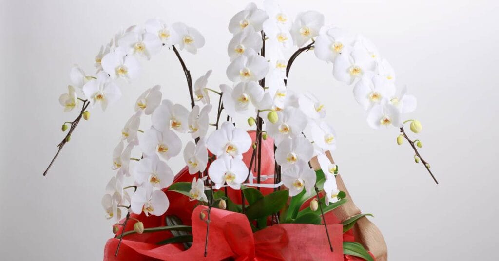 storczyk w doniczce biale kwiaty