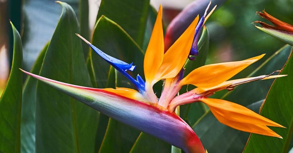 strelicja kwiat niczym rajski ptak