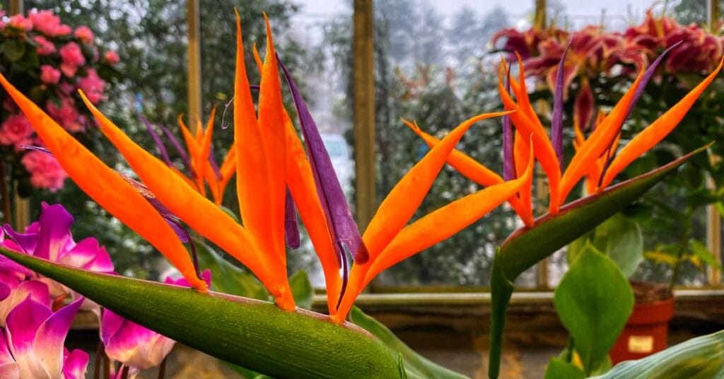 strelicja kwiatostany