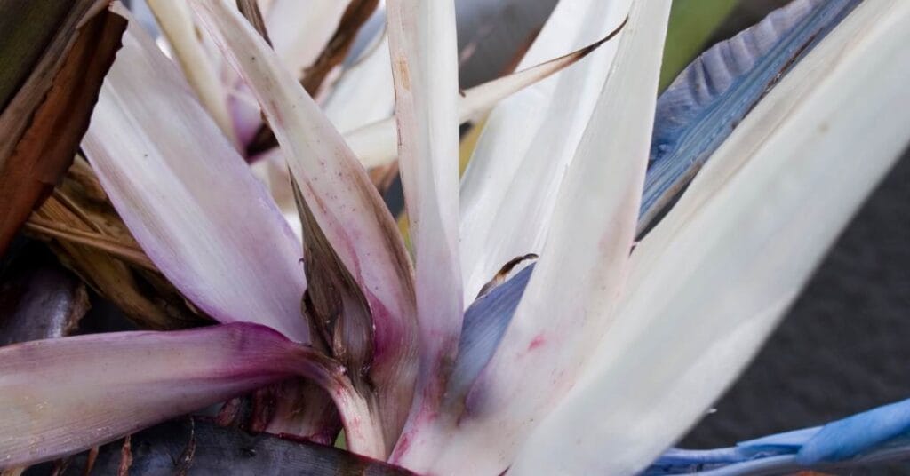 strelicja kwiatostany strelitzia nicolai