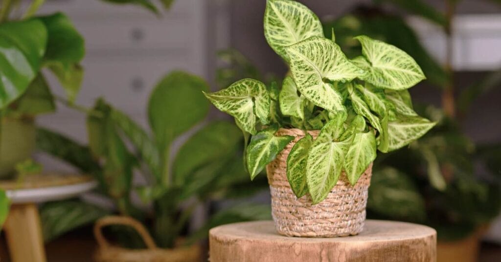 syngonium zroslica w doniczce