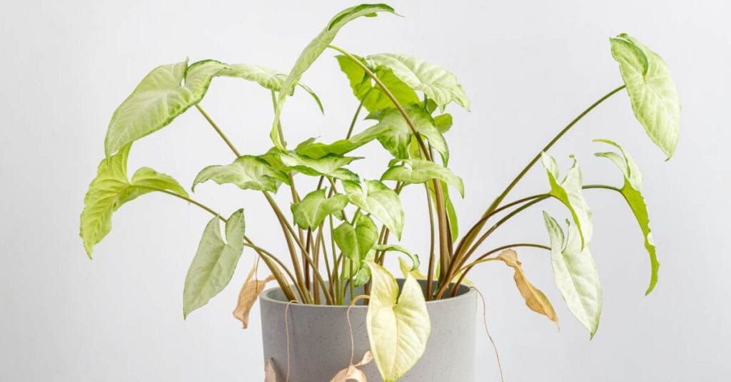 syngonium zroslica w doniczce wymagana pielegnacja