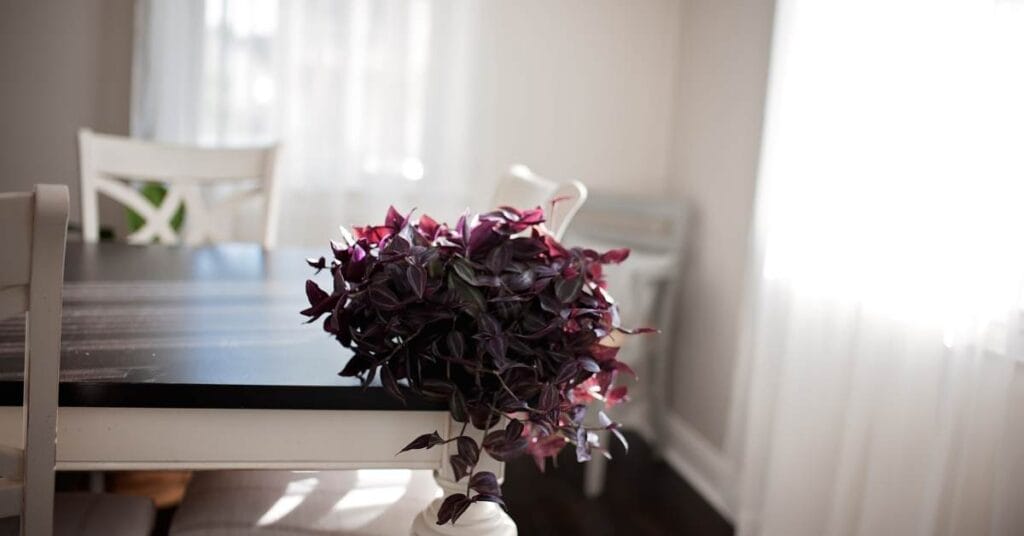 tradescantia na rogu stolu