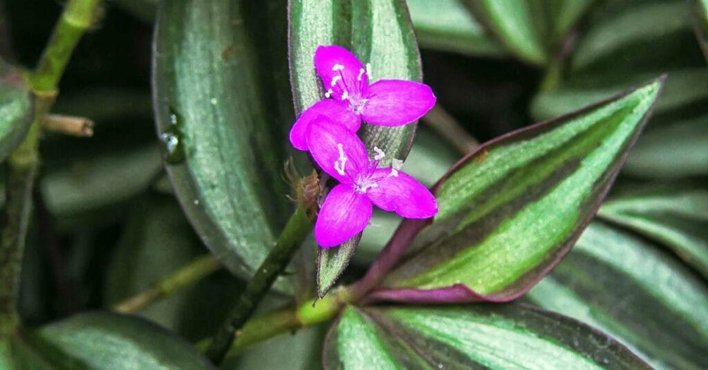 tradescantia z fioletowym kwiatkiem